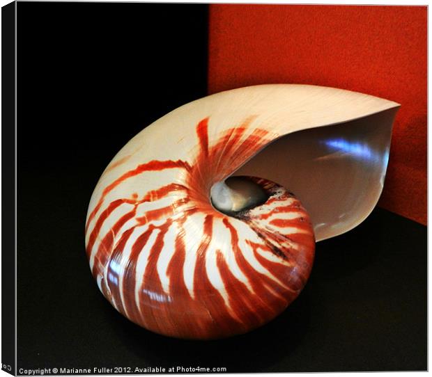 Chambered Nautilus Sea Shell Canvas Print by Marianne Fuller