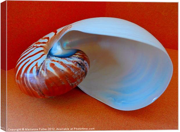 Into the Nautilus Canvas Print by Marianne Fuller