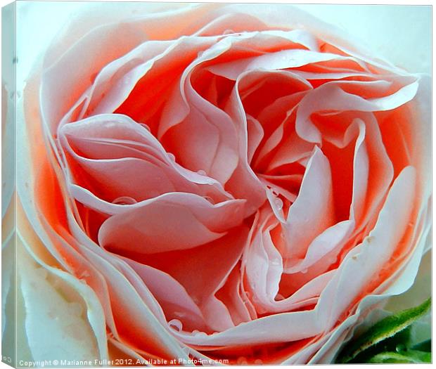 Old English Rose Canvas Print by Marianne Fuller
