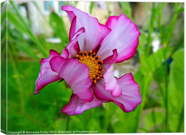 Cosmos Canvas Print by Marianne Fuller