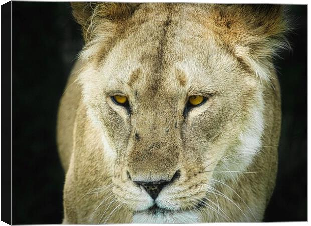 A Lioness Canvas Print by David Martin