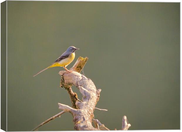 The Graceful Grey Wagtail Canvas Print by David Martin