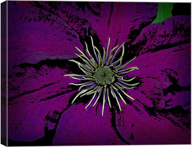 Clematis plant Canvas Print by David Martin