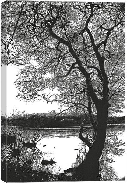 The tree Burrator Canvas Print by David Martin