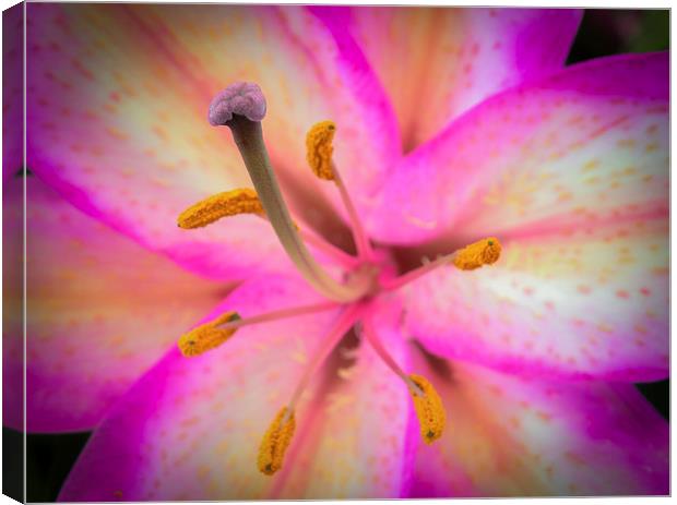  Lily Canvas Print by David Martin