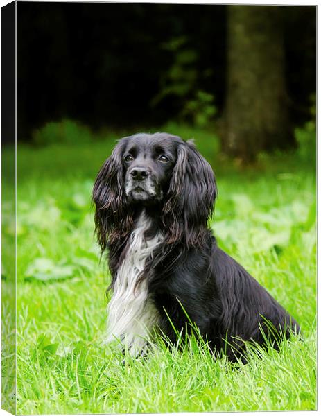  Cocker Spaniel Canvas Print by David Martin