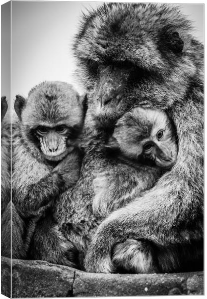 Barbary Macaque Canvas Print by David Martin