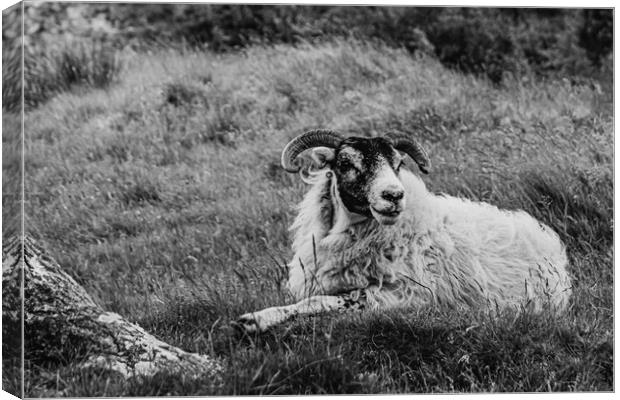 Scottish Sheep Canvas Print by David Martin