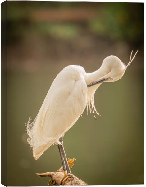 Little Egret Canvas Print by David Martin