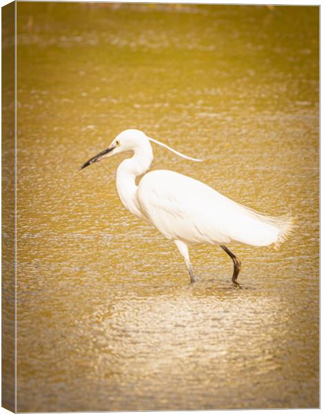 Little Egret wading Canvas Print by David Martin