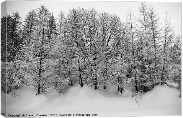 Trees in snow Canvas Print by Steven Plowman