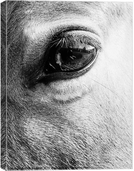 Look into my eye... Canvas Print by Mark Woodall