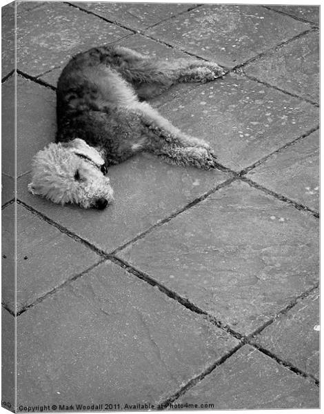 Lazy Bedlington Terrier Canvas Print by Mark Woodall