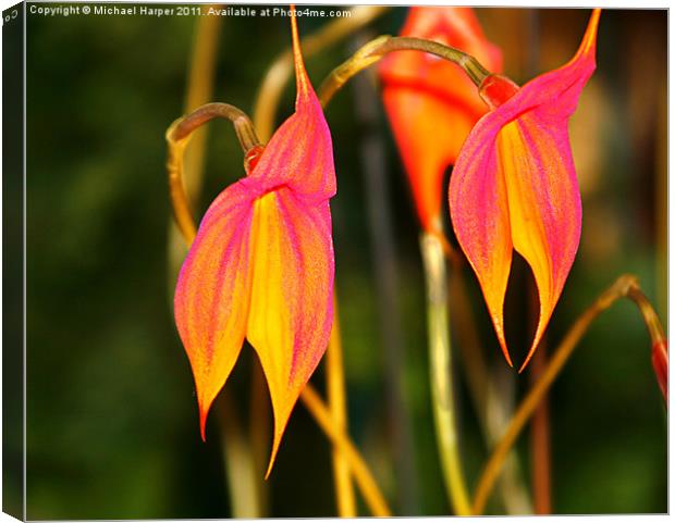 Drooping The Colour Canvas Print by Michael Harper