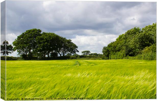 A field of ripening barley in rural England Canvas Print by Michael Harper