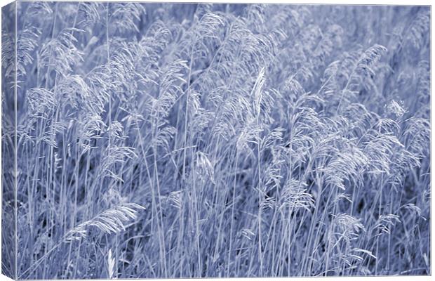 Blue and White Grass Canvas Print by Larry Stolle