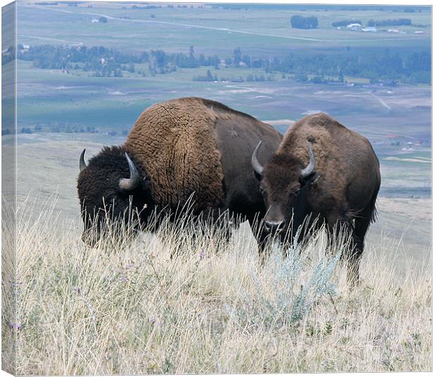 Bison Canvas Print by Larry Stolle
