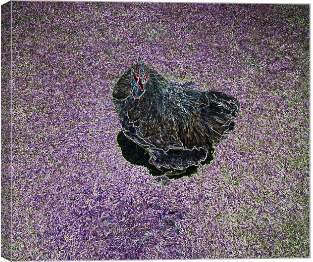 Purple Chicken Canvas Print by Larry Stolle