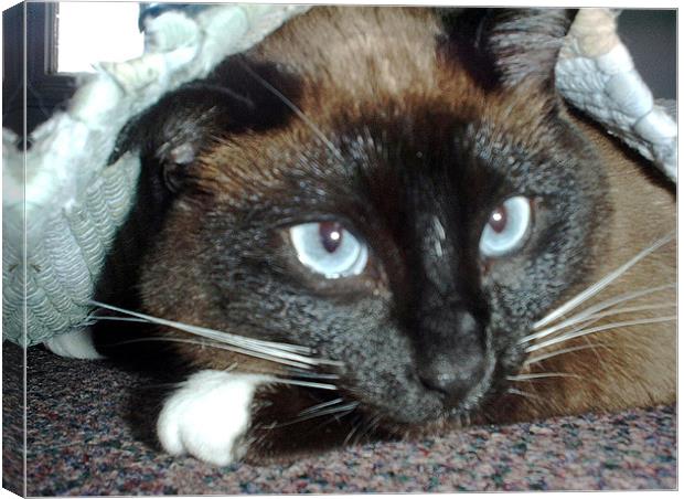 Cat under a Rug Canvas Print by Larry Stolle