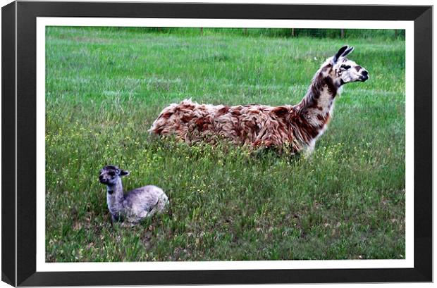 Mother and Baby llama Canvas Print by Larry Stolle