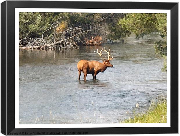 Elk In The Water Canvas Print by Larry Stolle