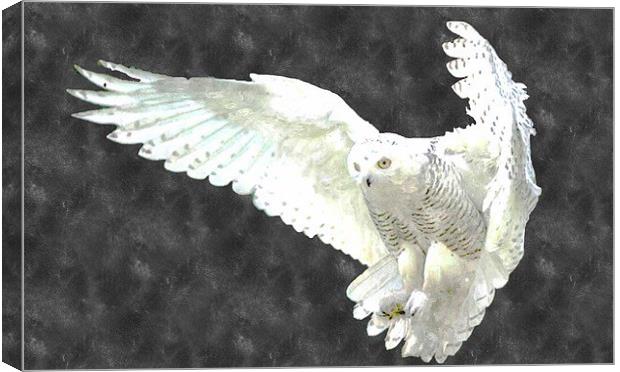 White Owl Canvas Print by Larry Stolle