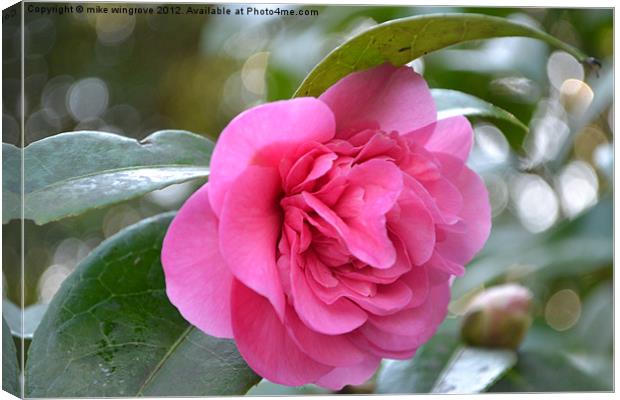 Camelia In Bloom Canvas Print by mike wingrove