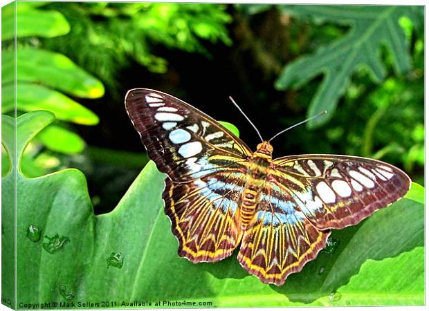 Butterfly on Green Leaf Canvas Print by Mark Sellers