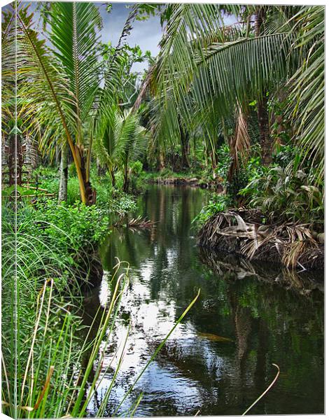 Peaceful Forest Stream Canvas Print by Mark Sellers