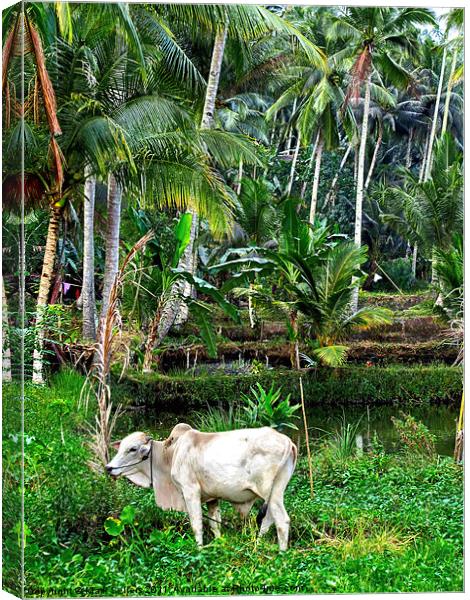 Rich Pasture Canvas Print by Mark Sellers