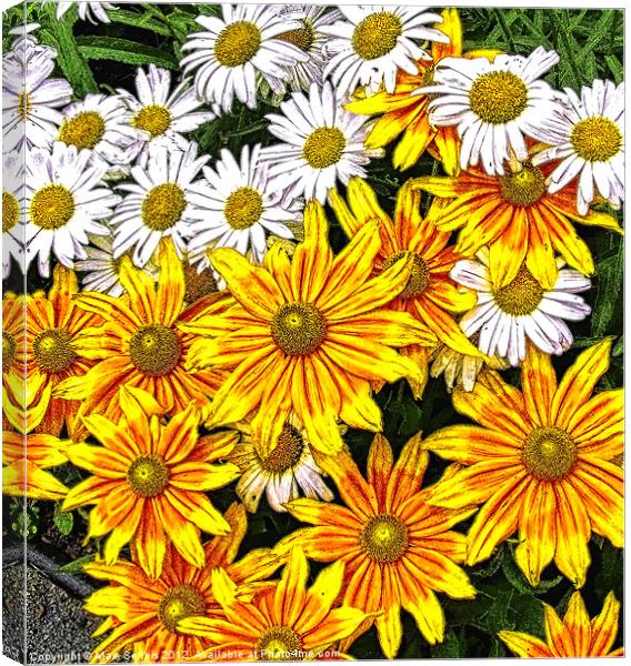 Daisy Garden Canvas Print by Mark Sellers