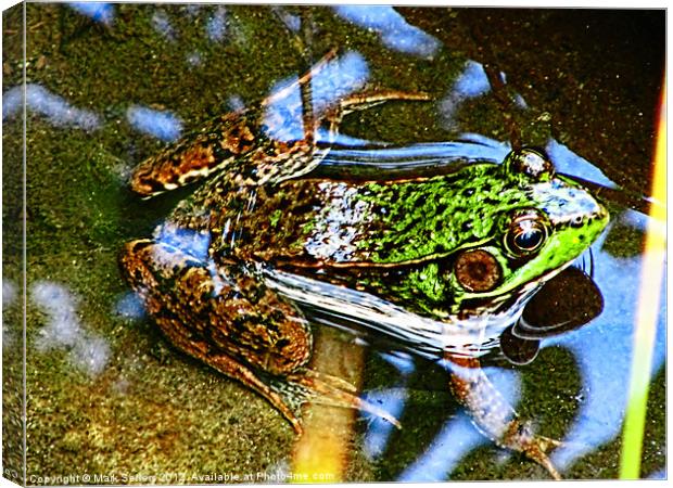 Young Bullfrog Canvas Print by Mark Sellers