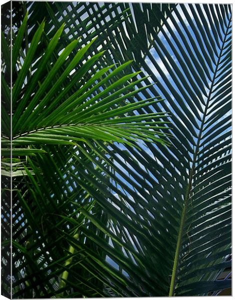 Sago Palm Fronds Canvas Print by Mark Sellers