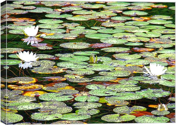 Lily Pad Garden Canvas Print by Mark Sellers