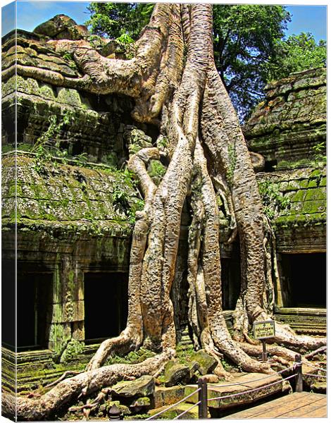 Te Prohm Snake Tree Canvas Print by Mark Sellers