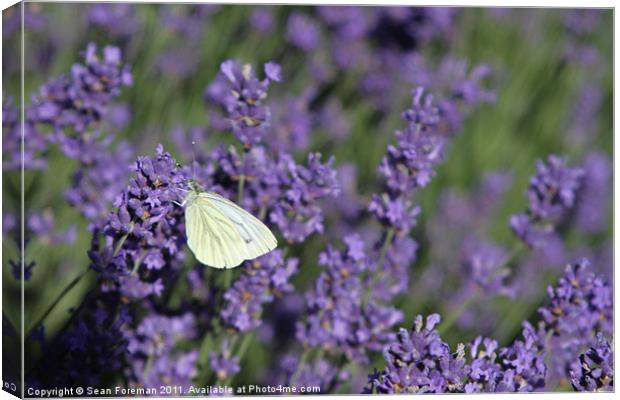 Butterfly on Lavender Canvas Print by Sean Foreman