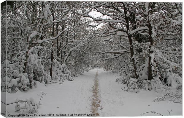 Snowy Walk in the Woods Canvas Print by Sean Foreman