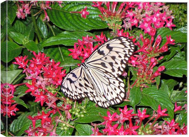 Butterfly on Pink Flowers Canvas Print by Sean Foreman