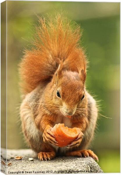 Red Squirrel Canvas Print by Sean Foreman
