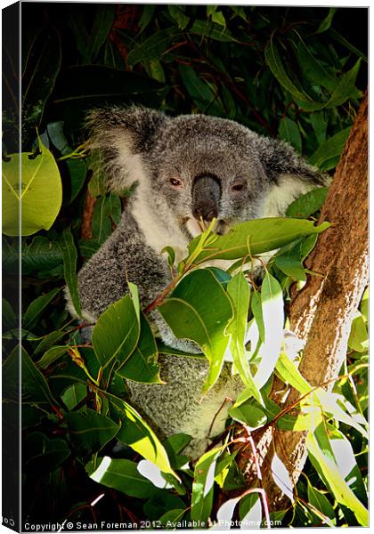 Koala Lunch Canvas Print by Sean Foreman