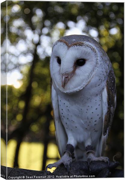 Australian Barn Owl Canvas Print by Sean Foreman