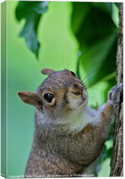 Inquisitive Squirrel Canvas Print by Sean Foreman