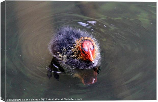 The Ugly Ducking Canvas Print by Sean Foreman