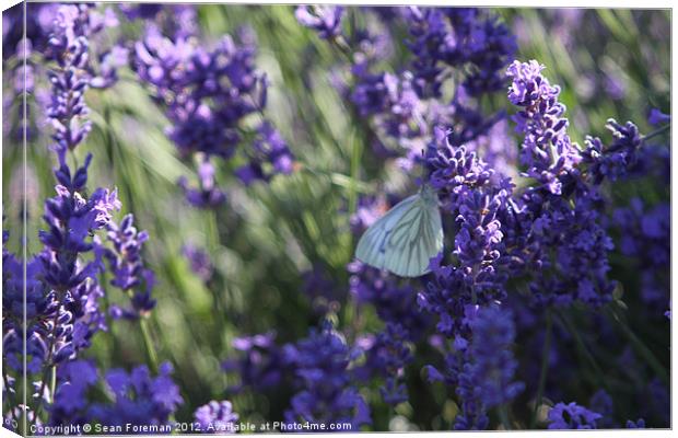 Butterfly on Lavender Canvas Print by Sean Foreman