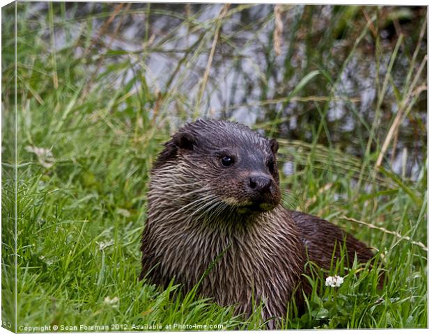 European Otter (Lutra Lutra) Canvas Print by Sean Foreman