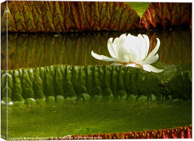 Giant Water Lilies Canvas Print by Sean Foreman