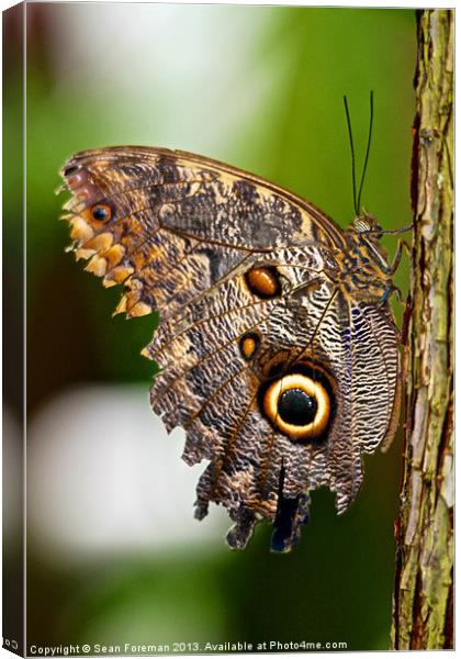 Butterfly Canvas Print by Sean Foreman