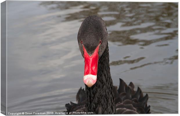 Black Swan Canvas Print by Sean Foreman