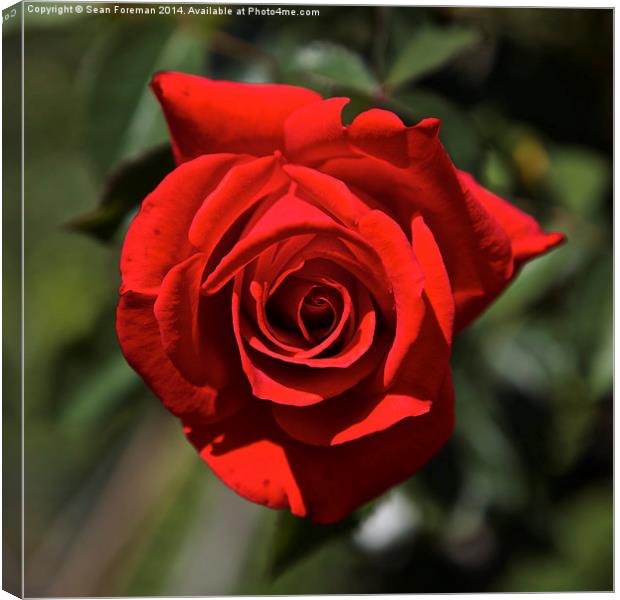 Red Rose Canvas Print by Sean Foreman