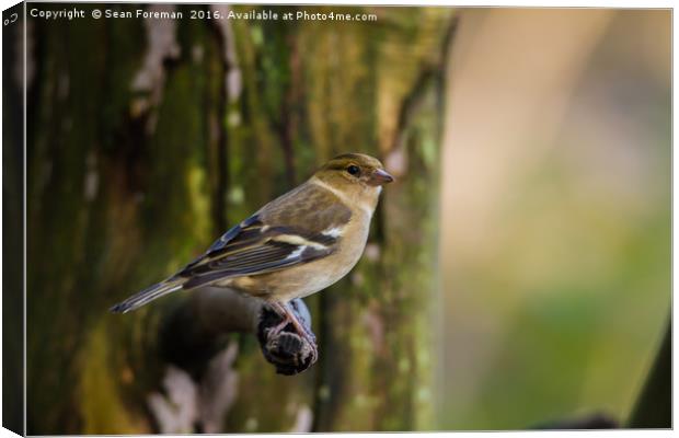 Delicate Female Chaffinch Canvas Print by Sean Foreman